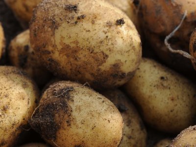 Kartoffelsorter - Hvilken passer dig