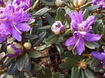 Rhododendron lægen
