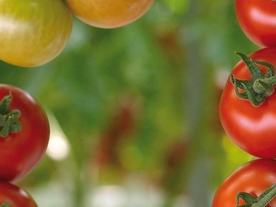 Oversigt over tomat-sorter
