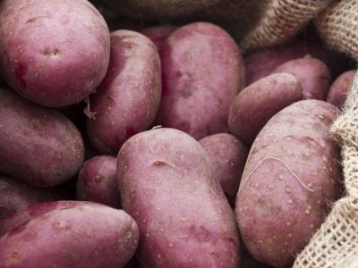 Kartoffeldyrkning i spande